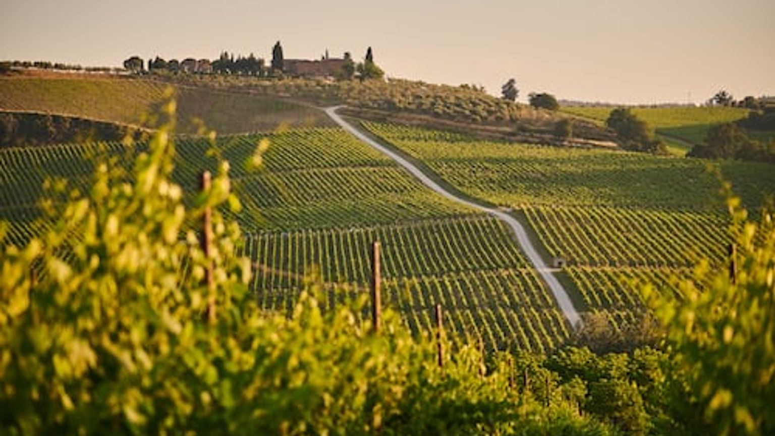 en vingård i Toscana med en väg som går igenom den och ett hus i bakgrunden