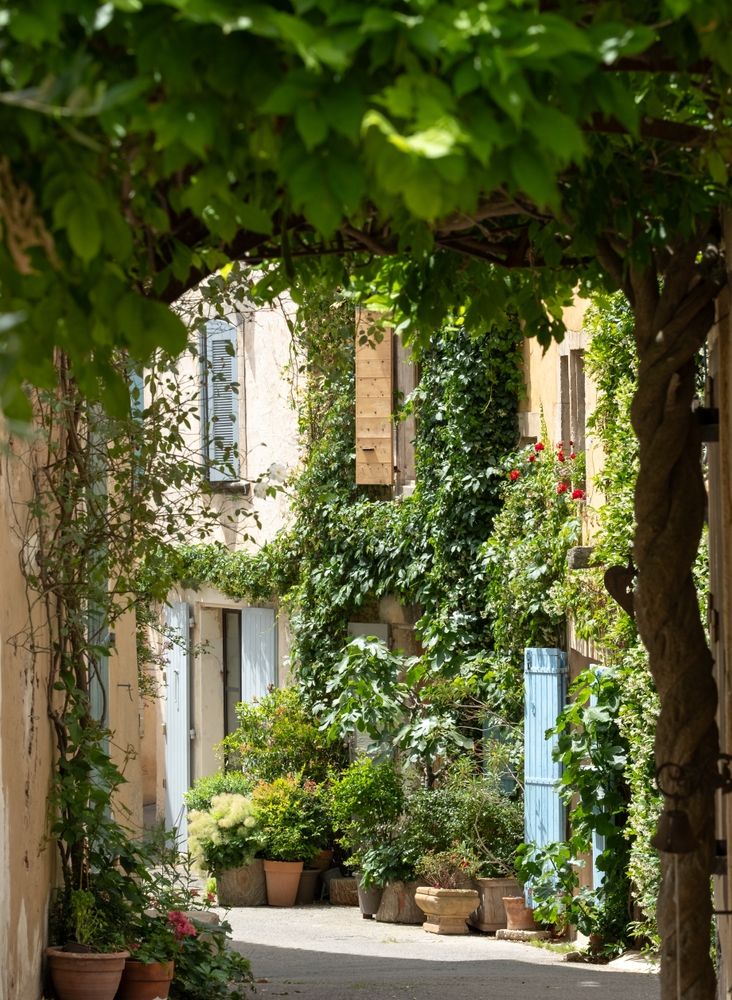 En smal gränd skuggad av löv ovanför, kantad av byggnader som är kraftigt täckta av gröna rankor, ljusblå fönsterluckor och krukväxter. Luberon, Frankrike