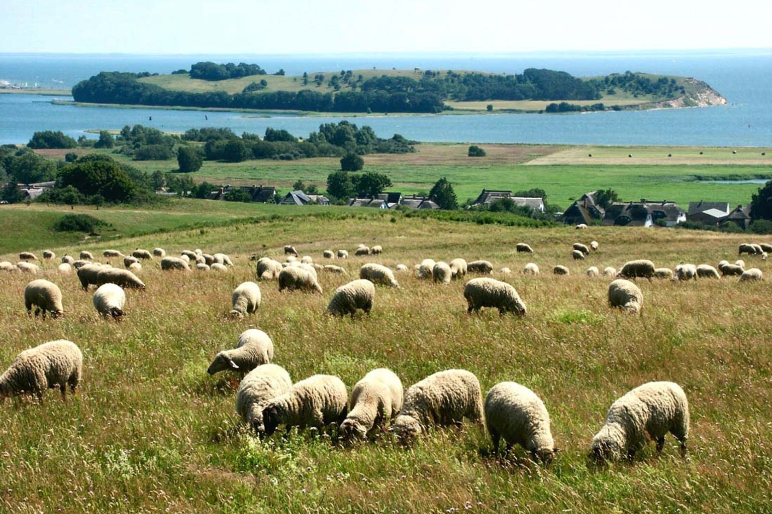 en flokk sauer som beiter på en eng med en liten øy i bakgrunnen.