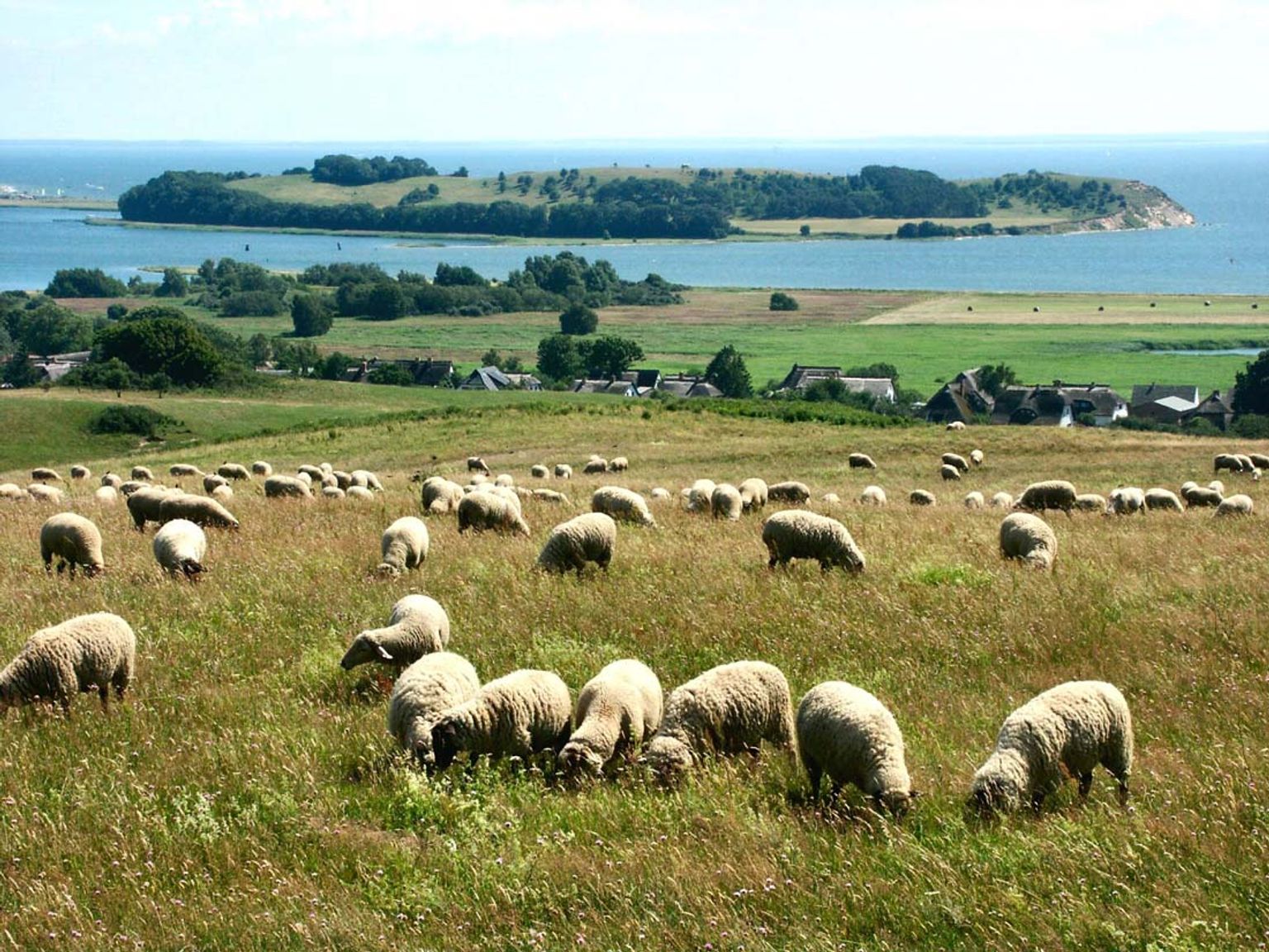 en flokk sauer som beiter på en eng med en liten øy i bakgrunnen.
