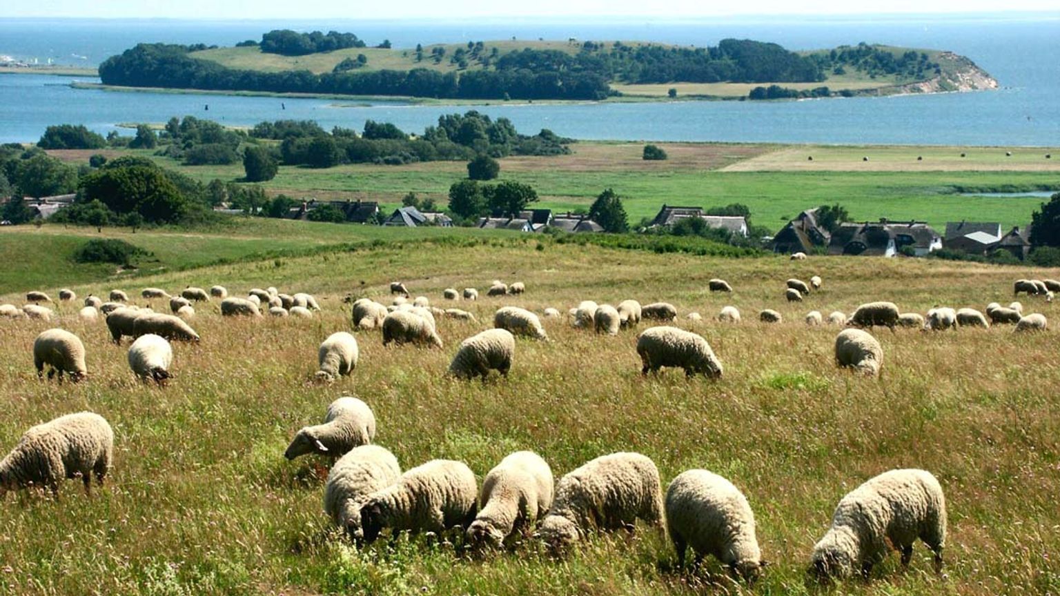 en flokk sauer som beiter på en eng med en liten øy i bakgrunnen.