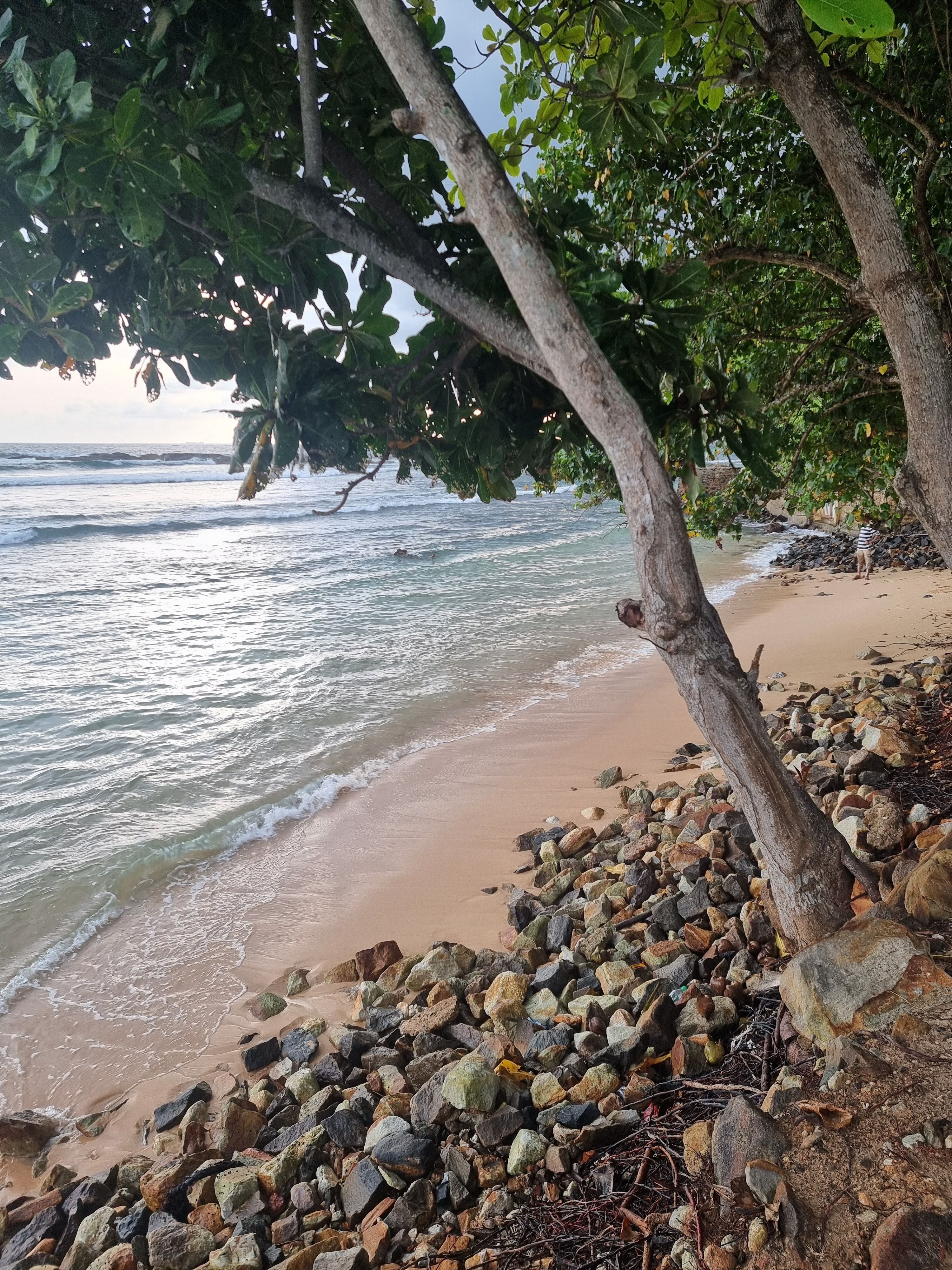 ein Baum an einem felsigen Strand neben dem Ozean