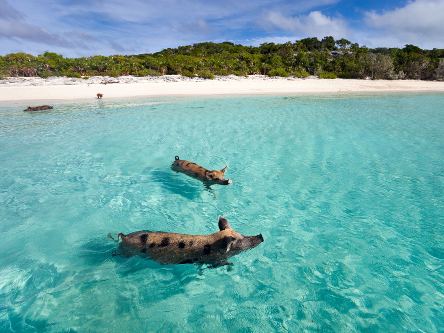 två grisar simmar i havet nära en strand.