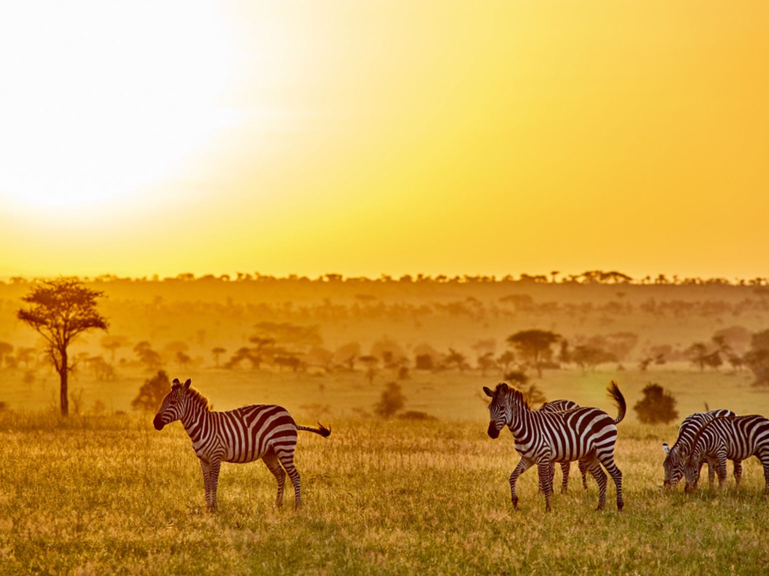 en flock zebror som står på ett fält vid solnedgången, Tanzania