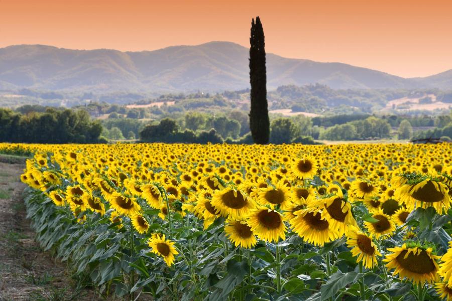 Toscanas Landsbygd