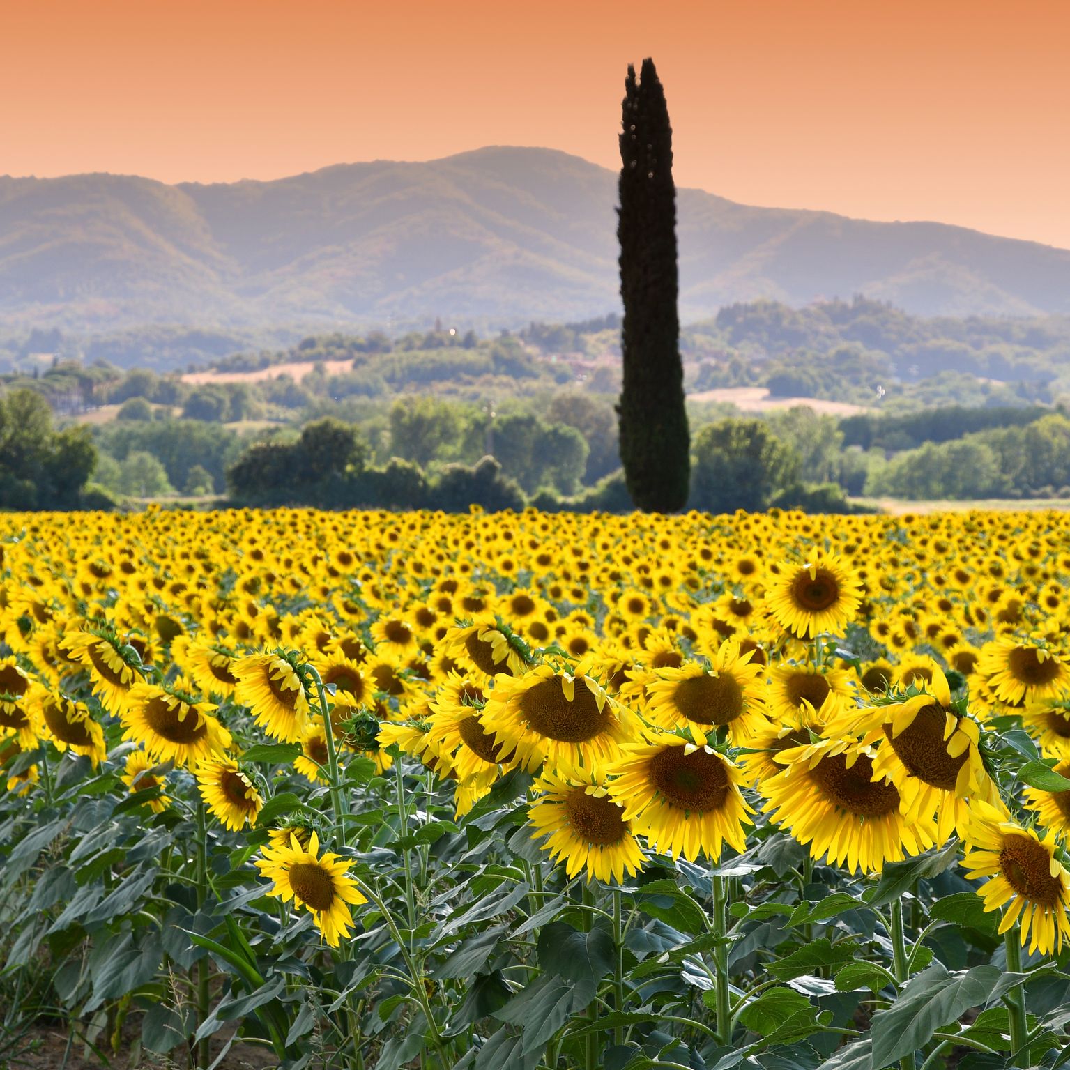 Toscanas Landsbygd
