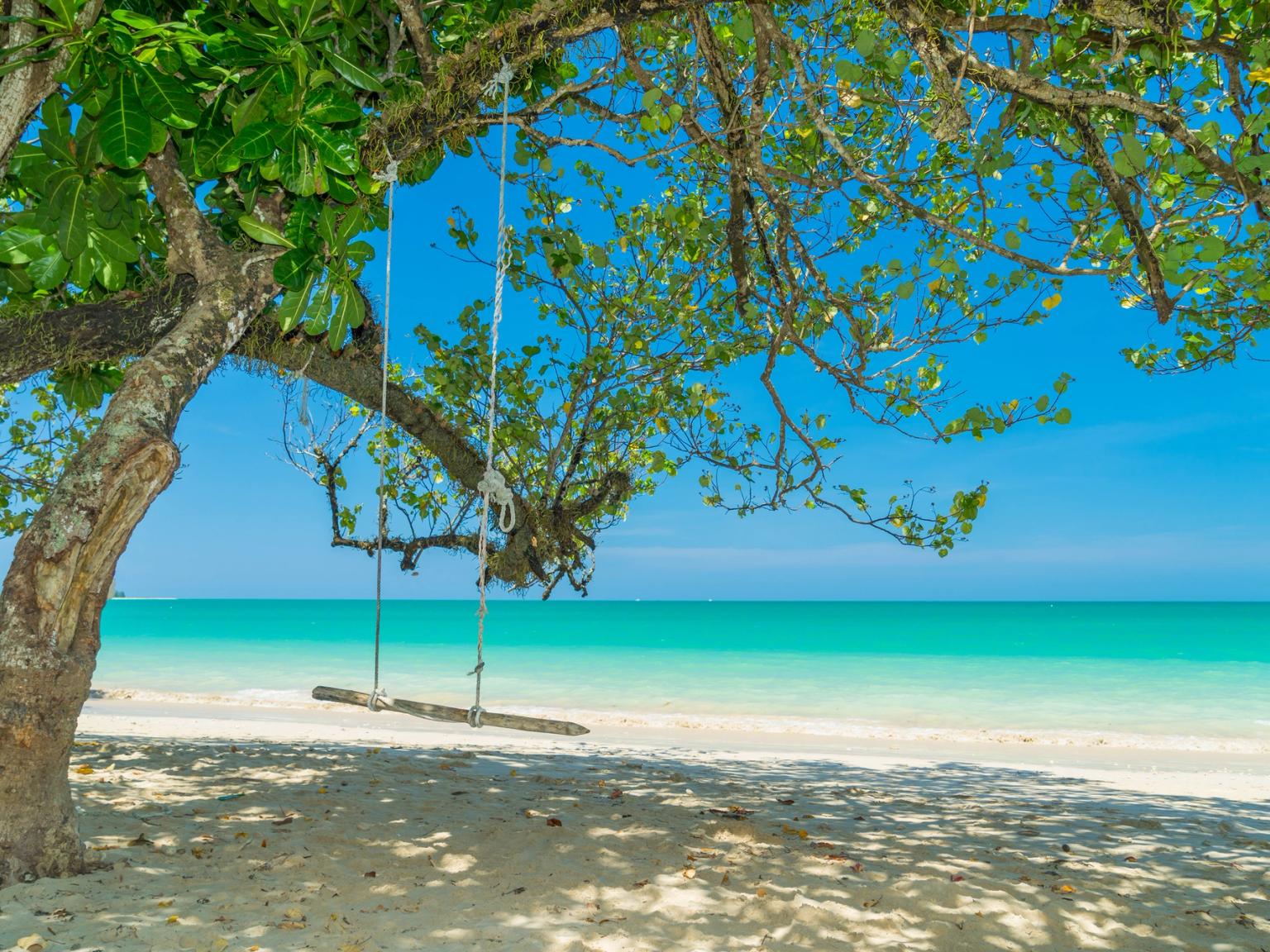 er hangt een schommel aan een boom op het strand.