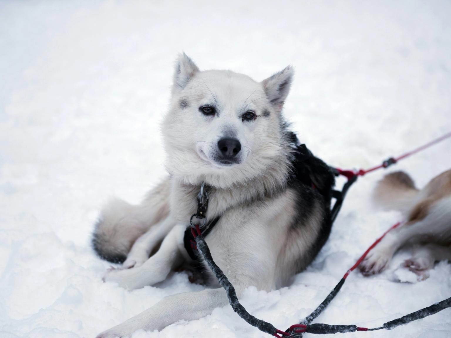 en huskyhund ligger i snön på en koppel