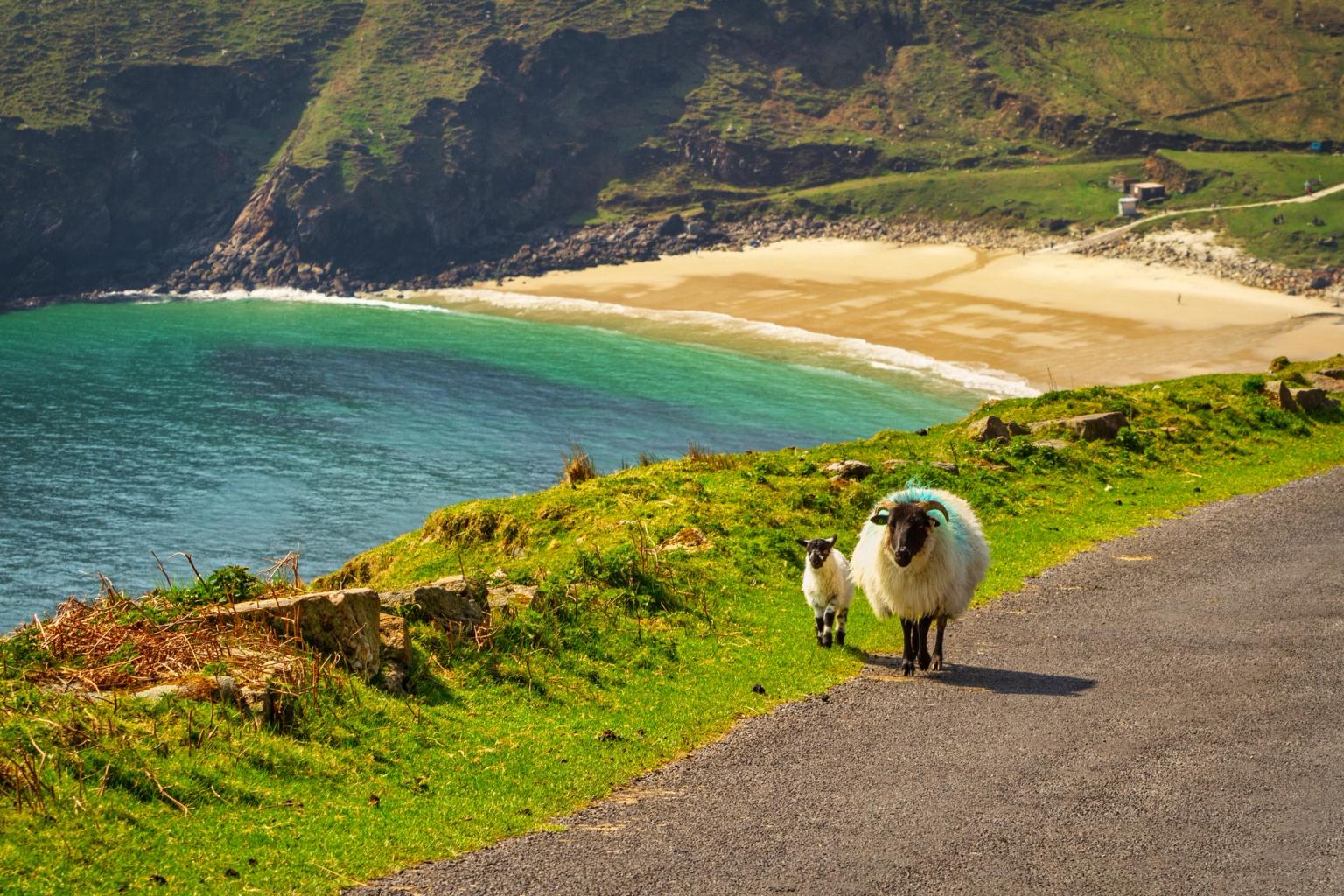 An adult sheep and lamb walk on a road above a sandy beach with turquoise water and green cliffs.