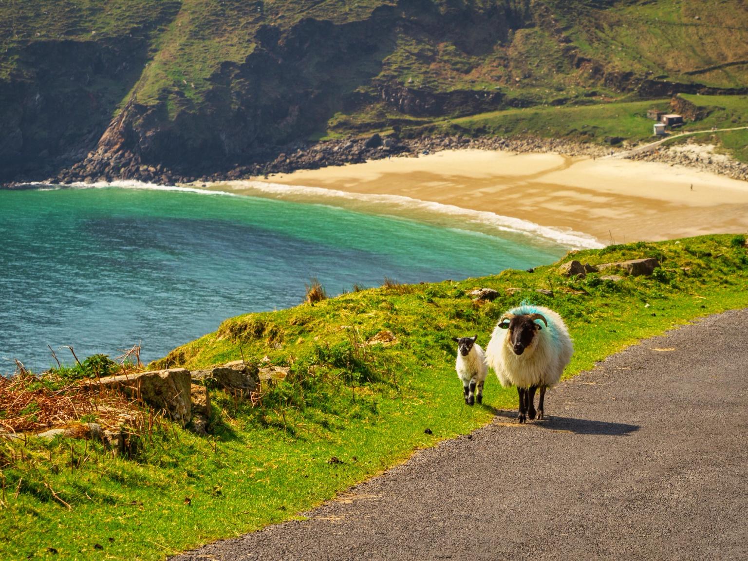 An adult sheep and lamb walk on a road above a sandy beach with turquoise water and green cliffs.
