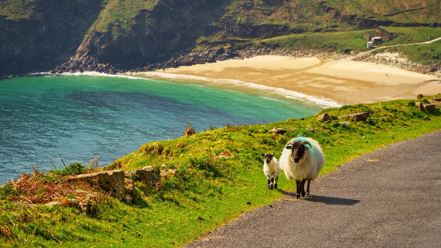 An adult sheep and lamb walk on a road above a sandy beach with turquoise water and green cliffs.
