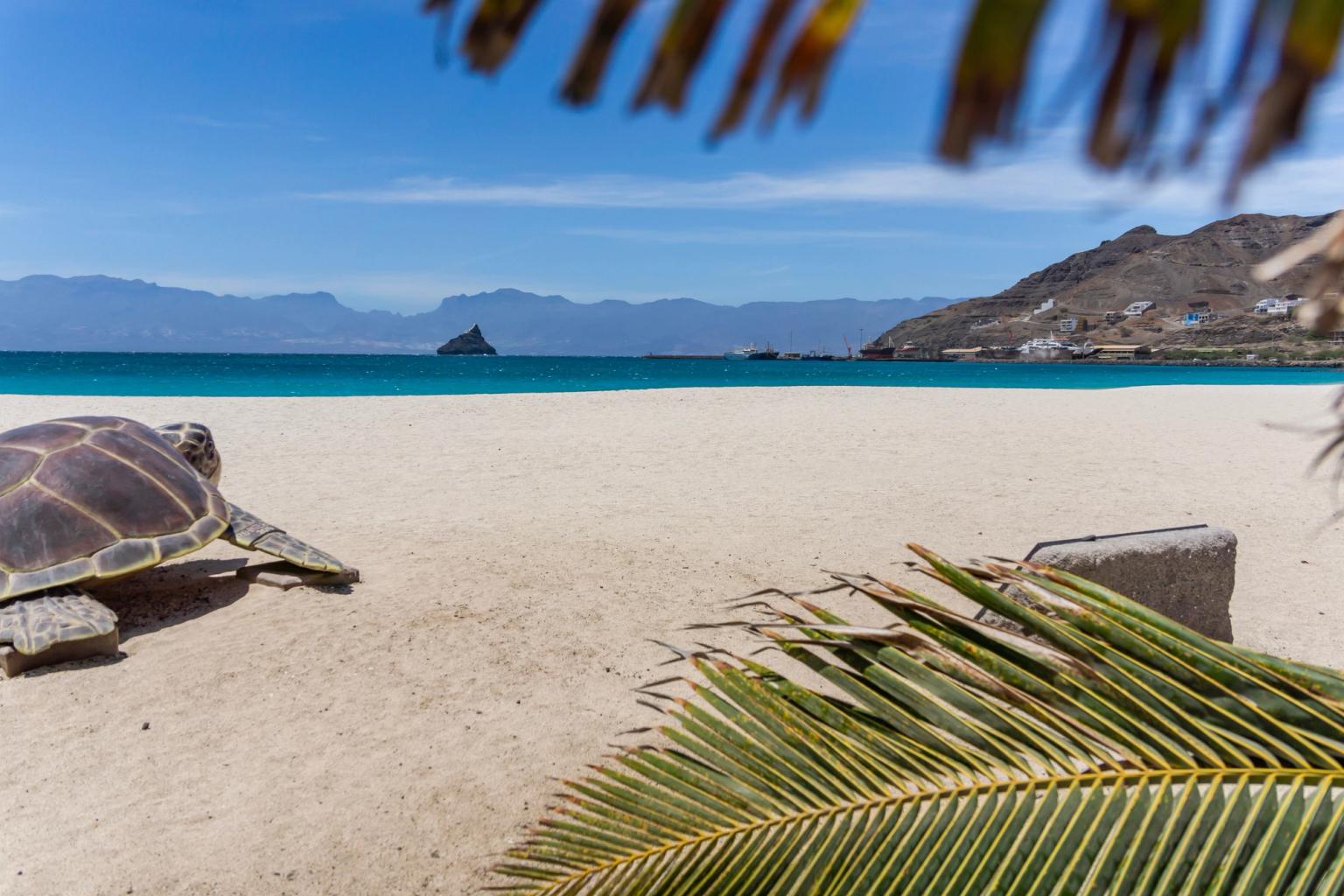 en havssköldpadda sitter på en sandstrand bredvid en palm