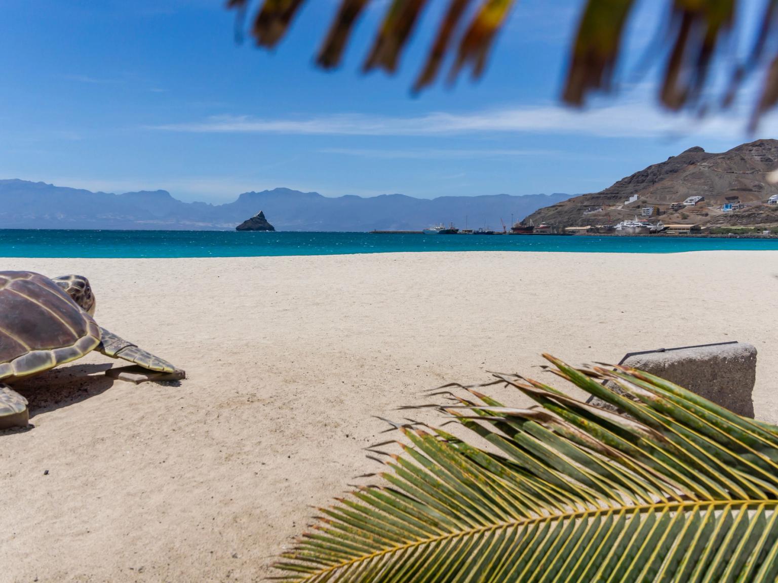 en havssköldpadda sitter på en sandstrand bredvid en palm