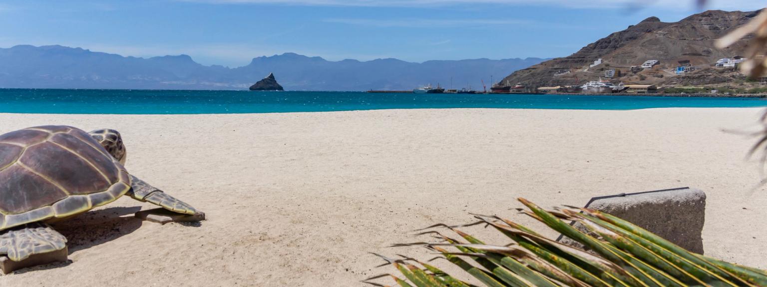 en havssköldpadda sitter på en sandstrand bredvid en palm