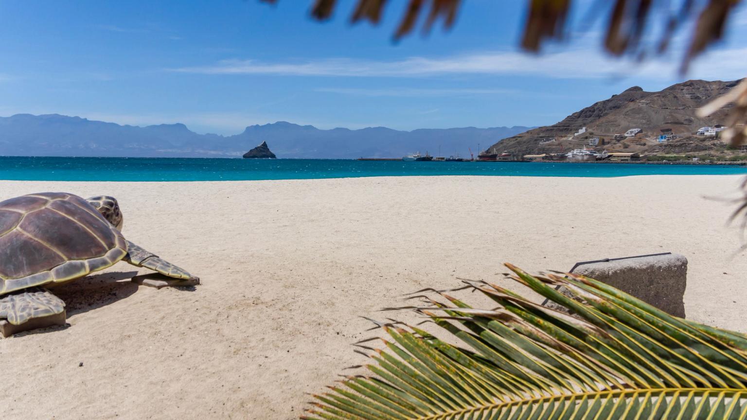 en havssköldpadda sitter på en sandstrand bredvid en palm