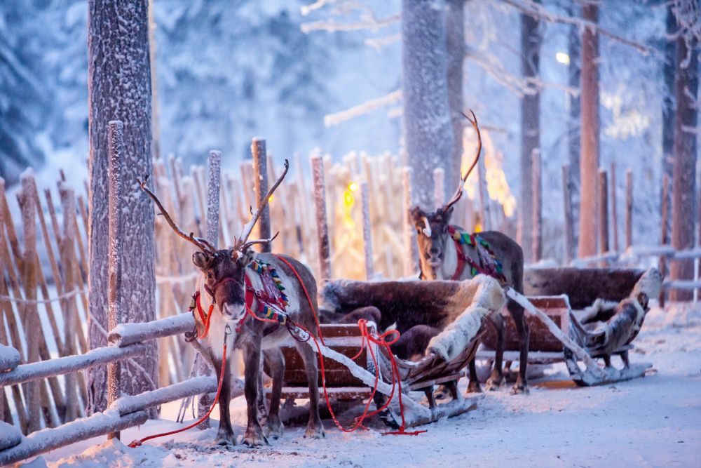 Två renar med dekorerade selar drar slädar i en snöig vinterskog. Rovaniemi