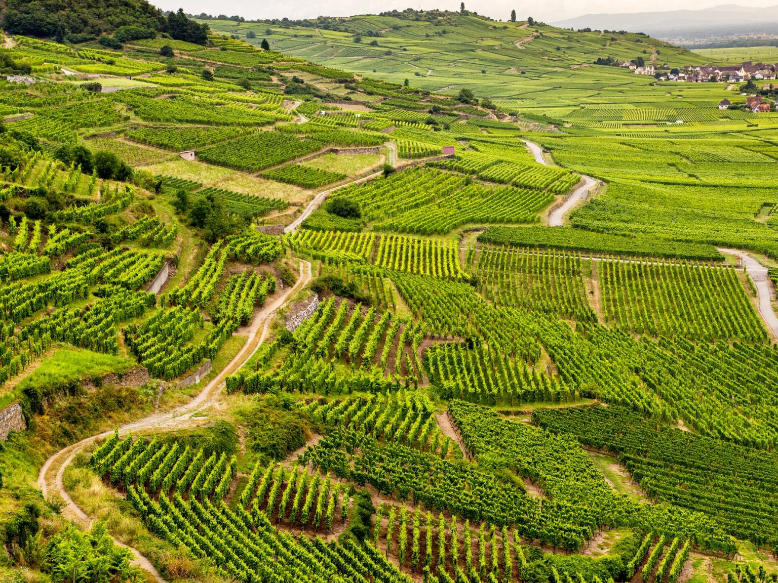 una vista aérea de un viñedo verde y exuberante en una ladera