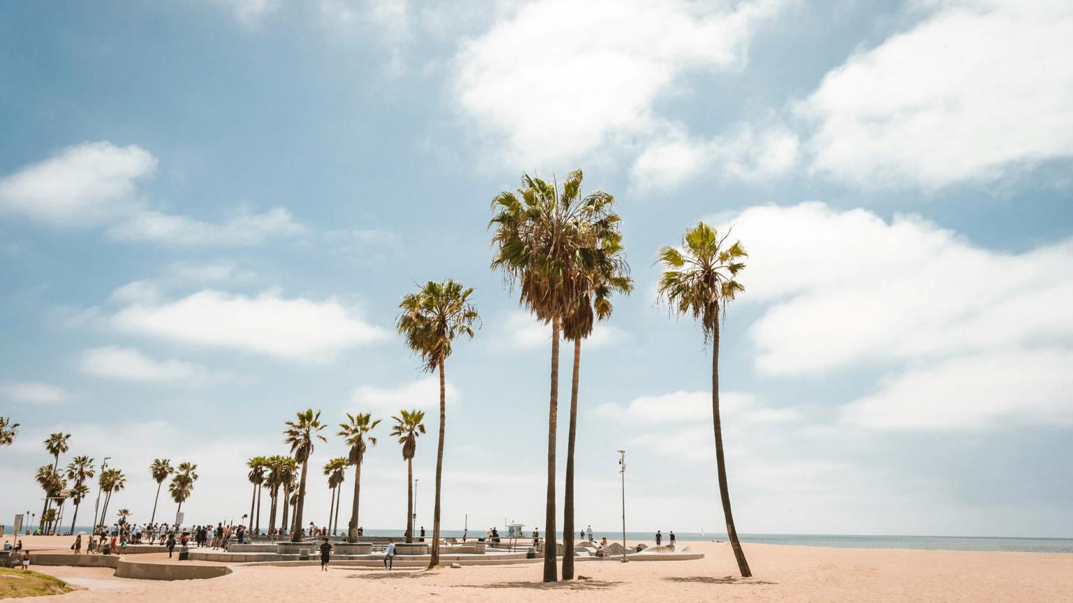 en rad palmträd på en sandstrand