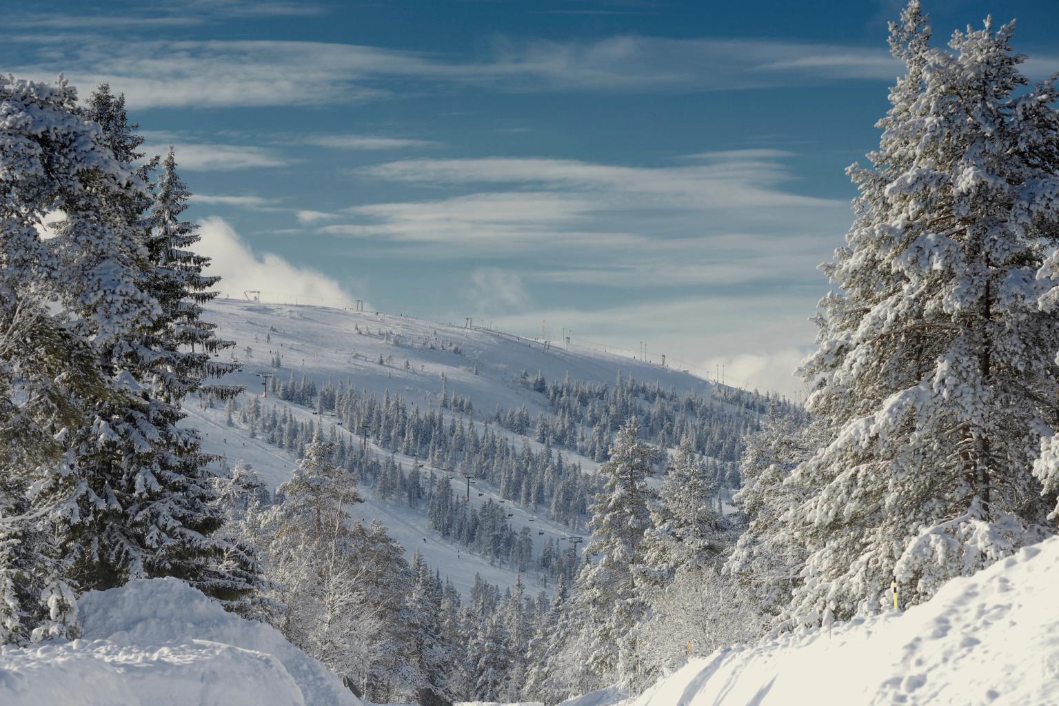 śnieżny las z drzewami pokrytymi śniegiem i górą w tle