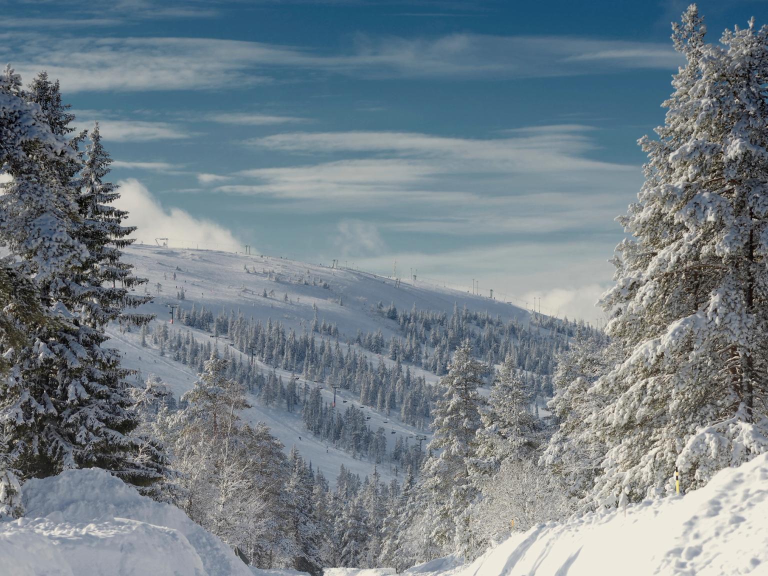 śnieżny las z drzewami pokrytymi śniegiem i górą w tle