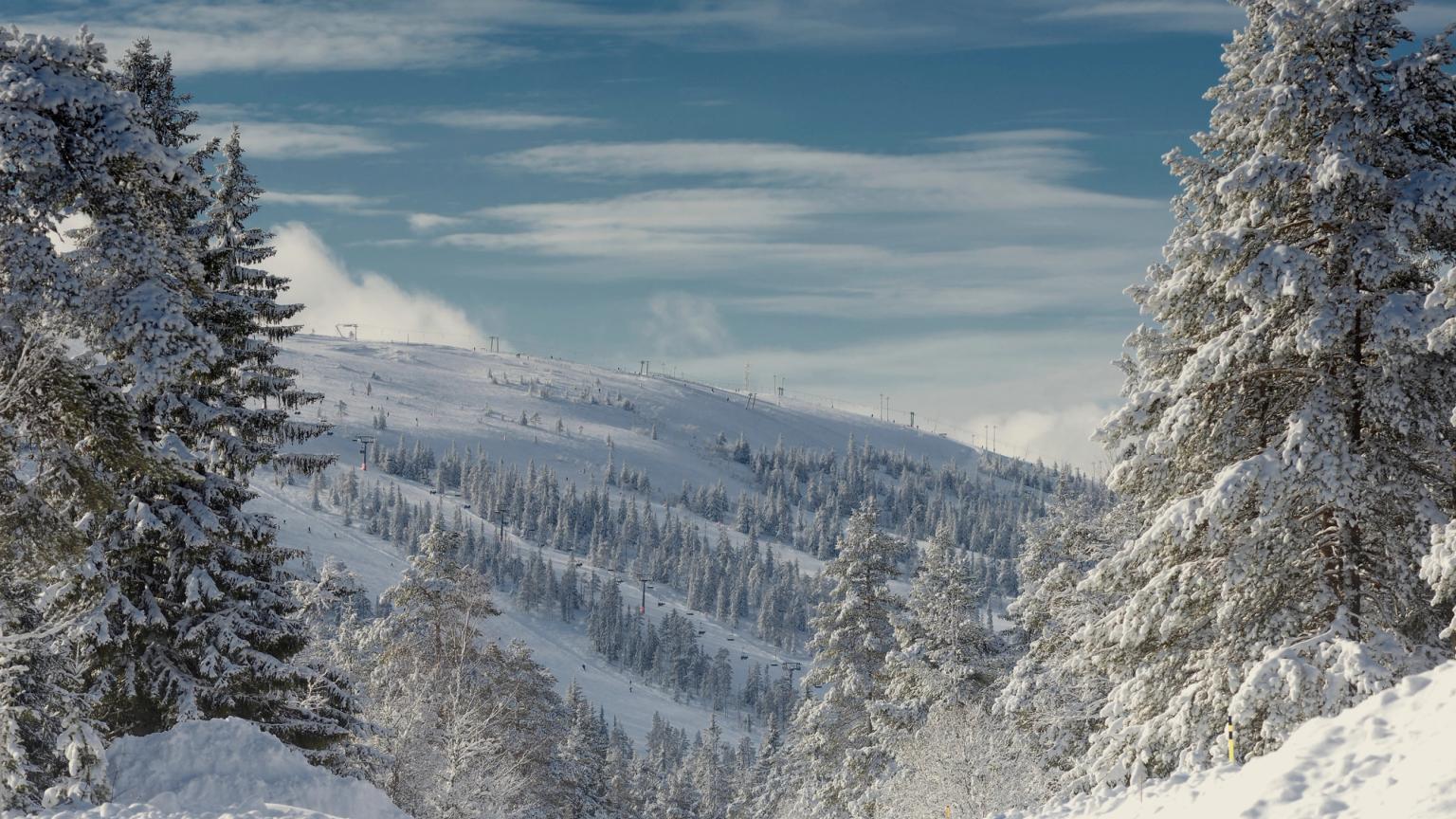 śnieżny las z drzewami pokrytymi śniegiem i górą w tle