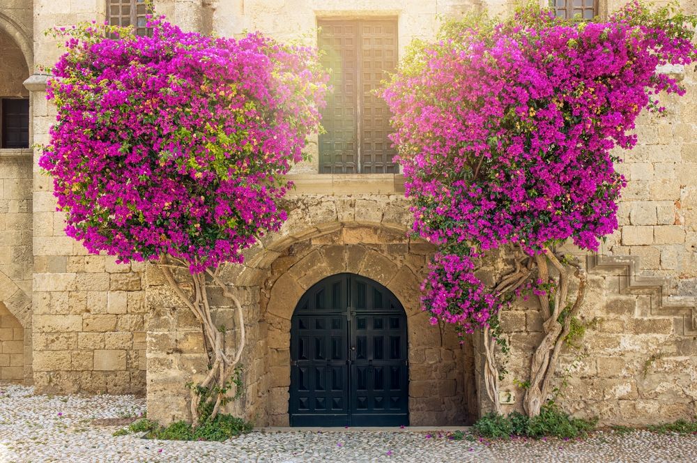 Vibrant pink bougainvillea flowers frame a dark arched doorway in an old stone building.
