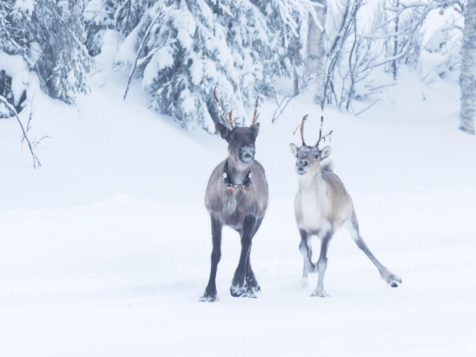dos renos están parados uno al lado del otro en la nieve