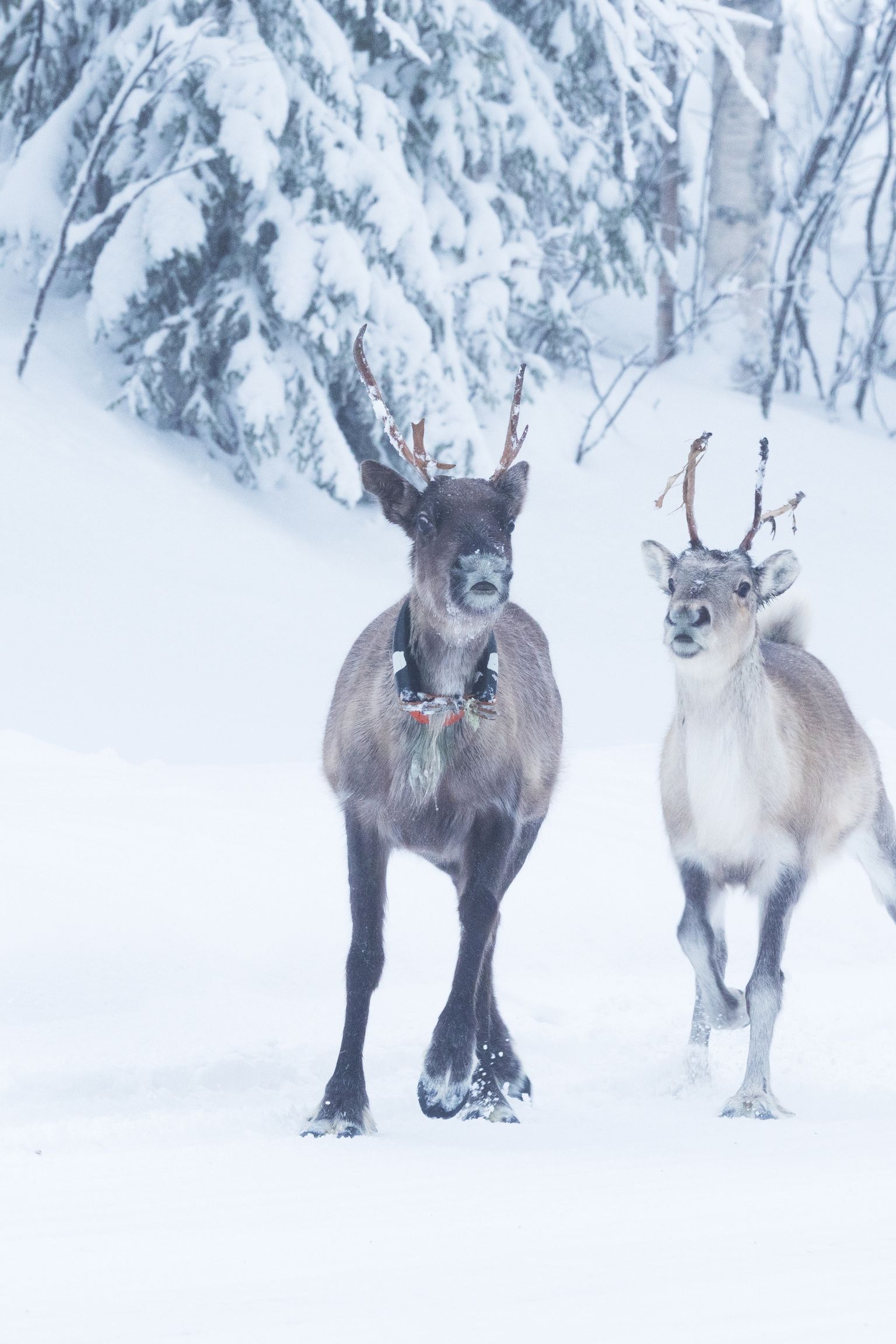 dos renos están parados uno al lado del otro en la nieve