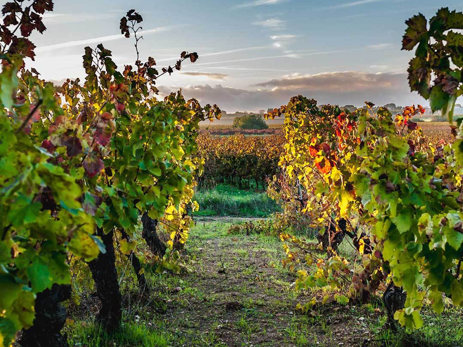 un viñedo con muchos árboles y hojas en otoño