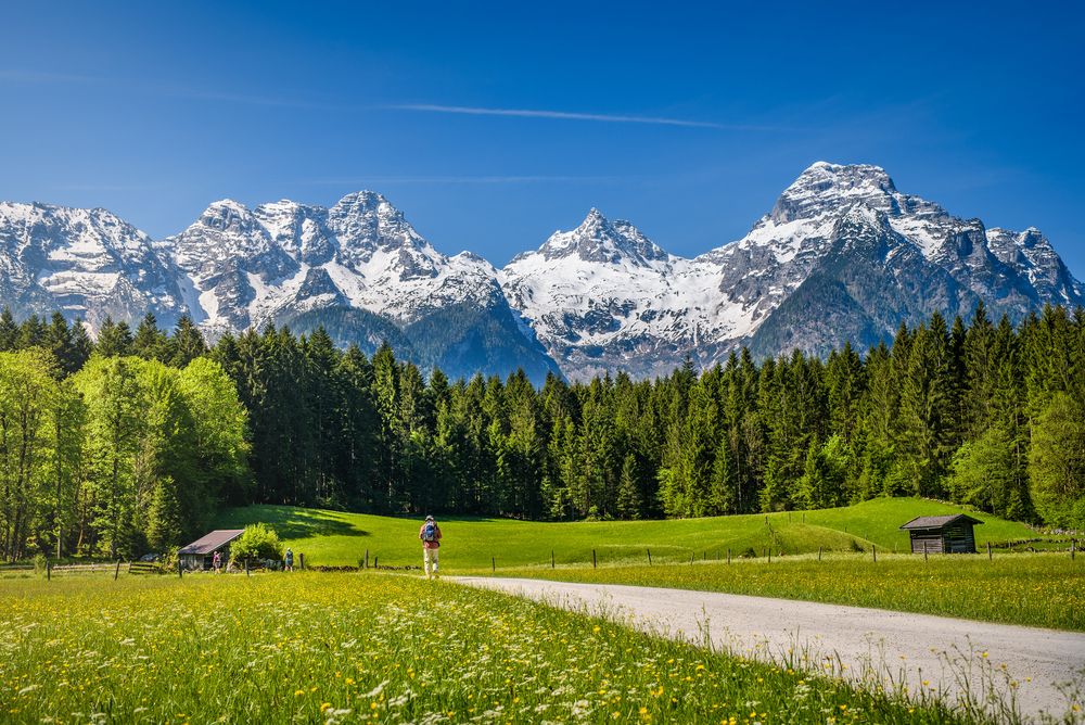 En person vandrar på en stig genom en livligt grön äng mot en skog och majestätiska snötäckta berg under en klar himmel.