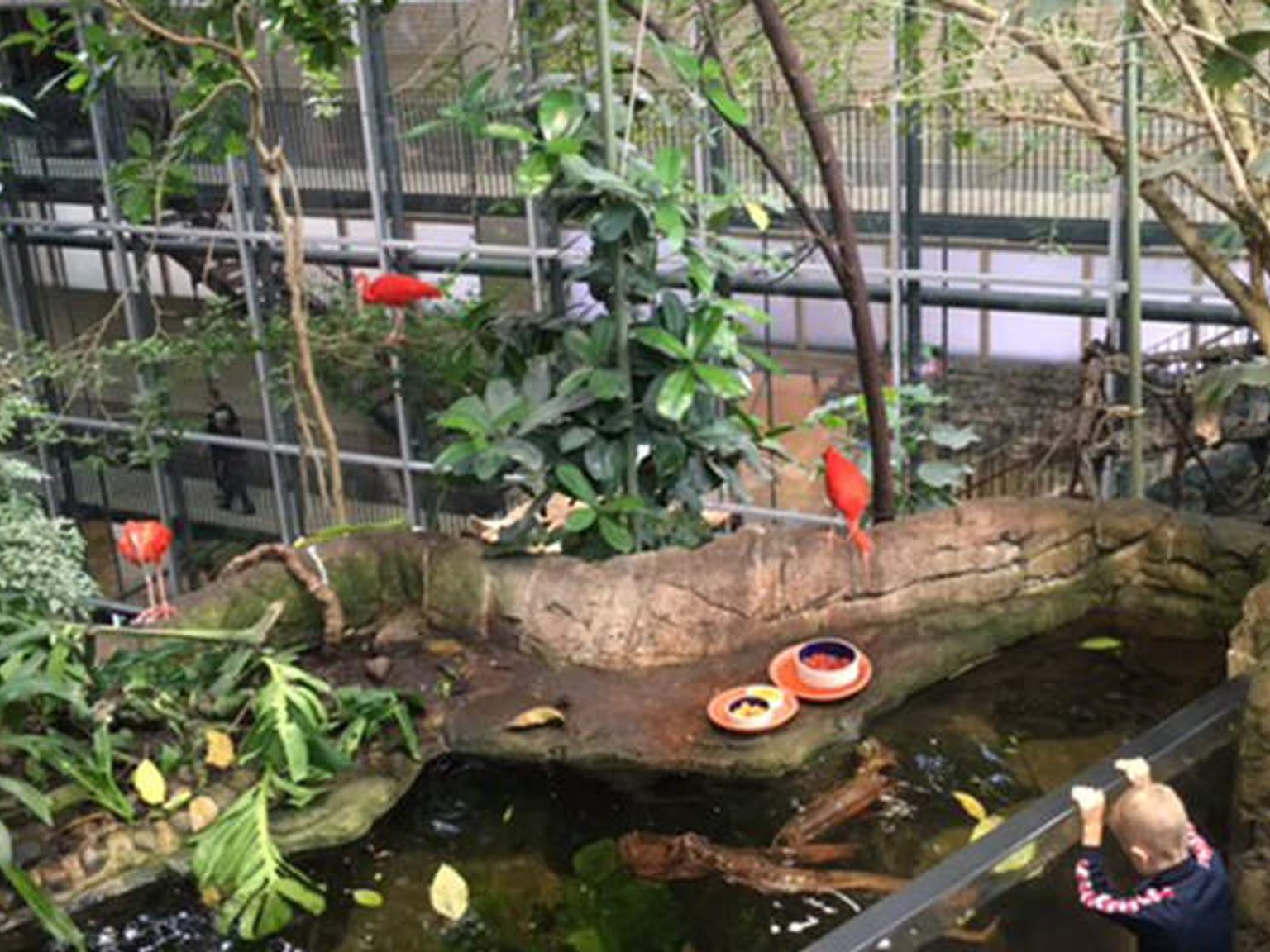 et barn fodrer fugle i en dam i en zoo