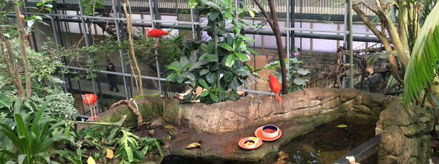 et barn fodrer fugle i en dam i en zoo