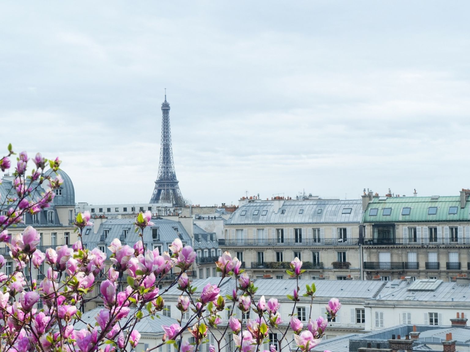 Parisian cityscape with the Eiffel Tower behind pink blooming magnolias.