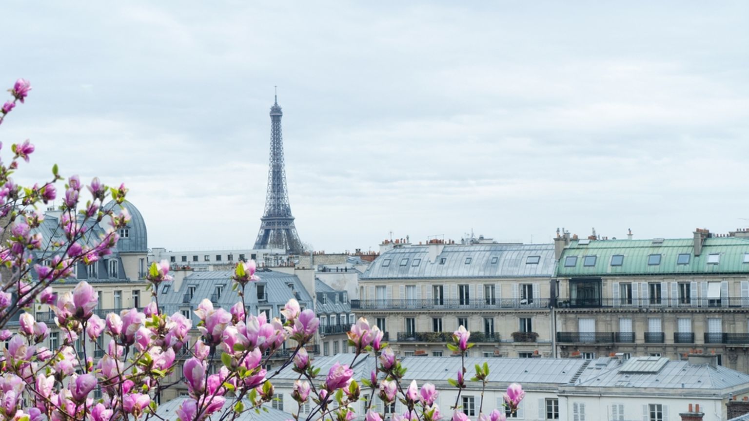 Parisian cityscape with the Eiffel Tower behind pink blooming magnolias.