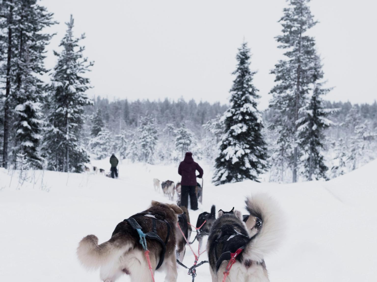 en grupp huskyhundar drar en person genom snön