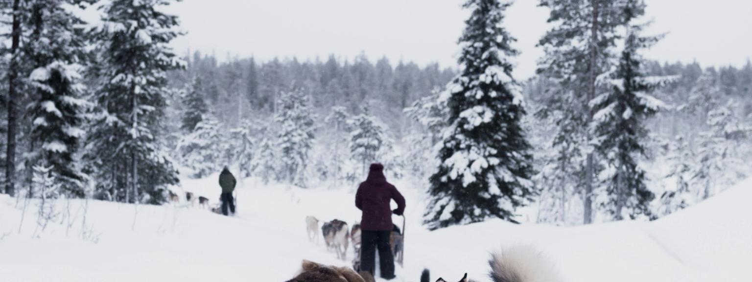 en grupp huskyhundar drar en person genom snön