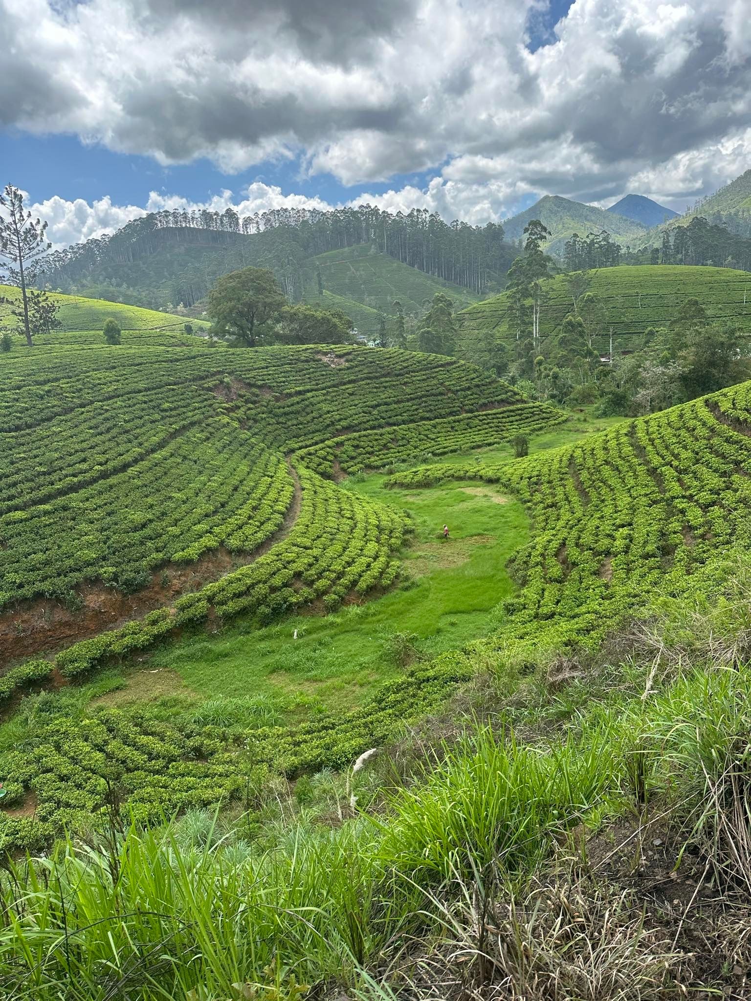 eine üppige grüne Teeplantage mit Bergen im Hintergrund