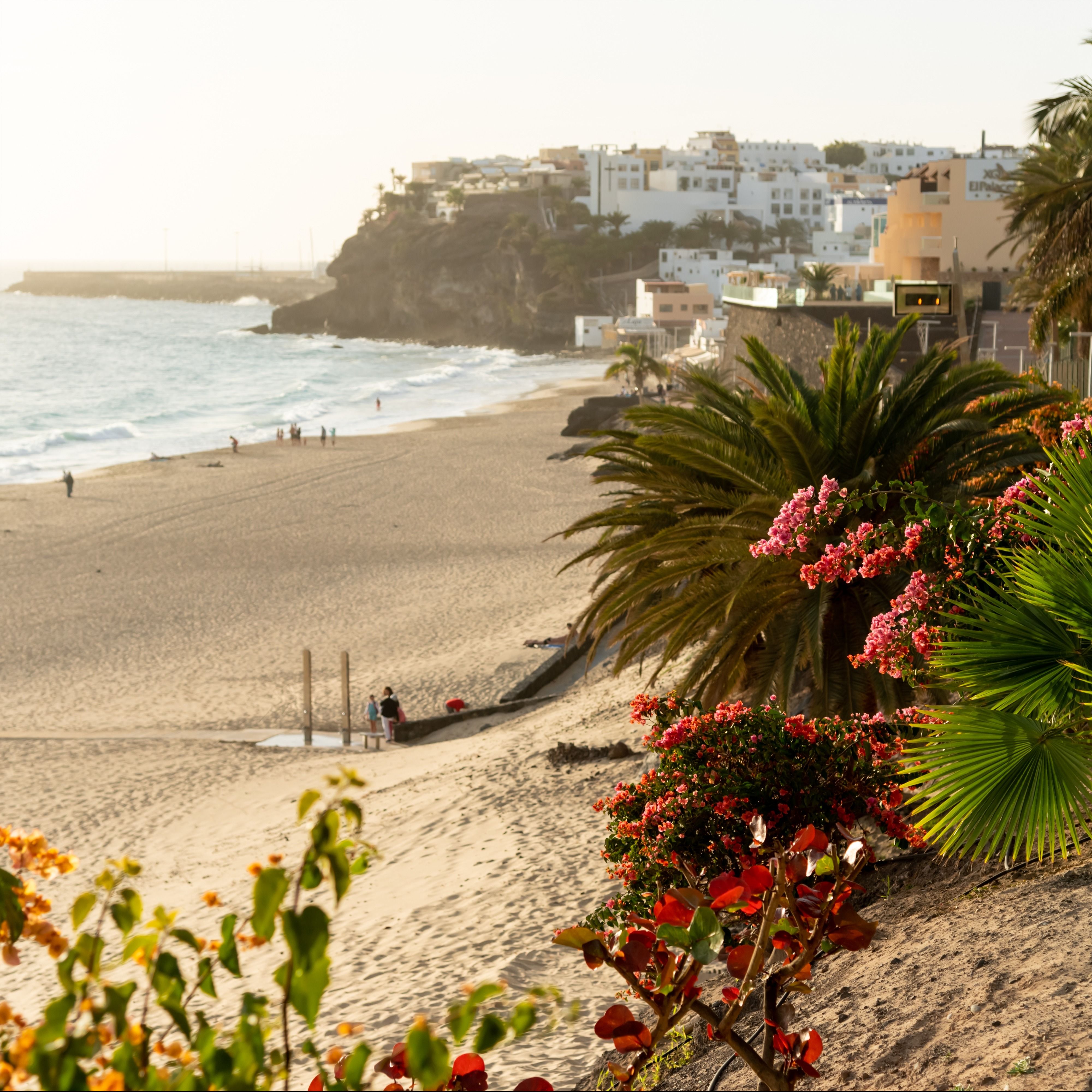 en strand med palmer og blomster i forgrunden og en by i baggrunden på Fuerteventura.