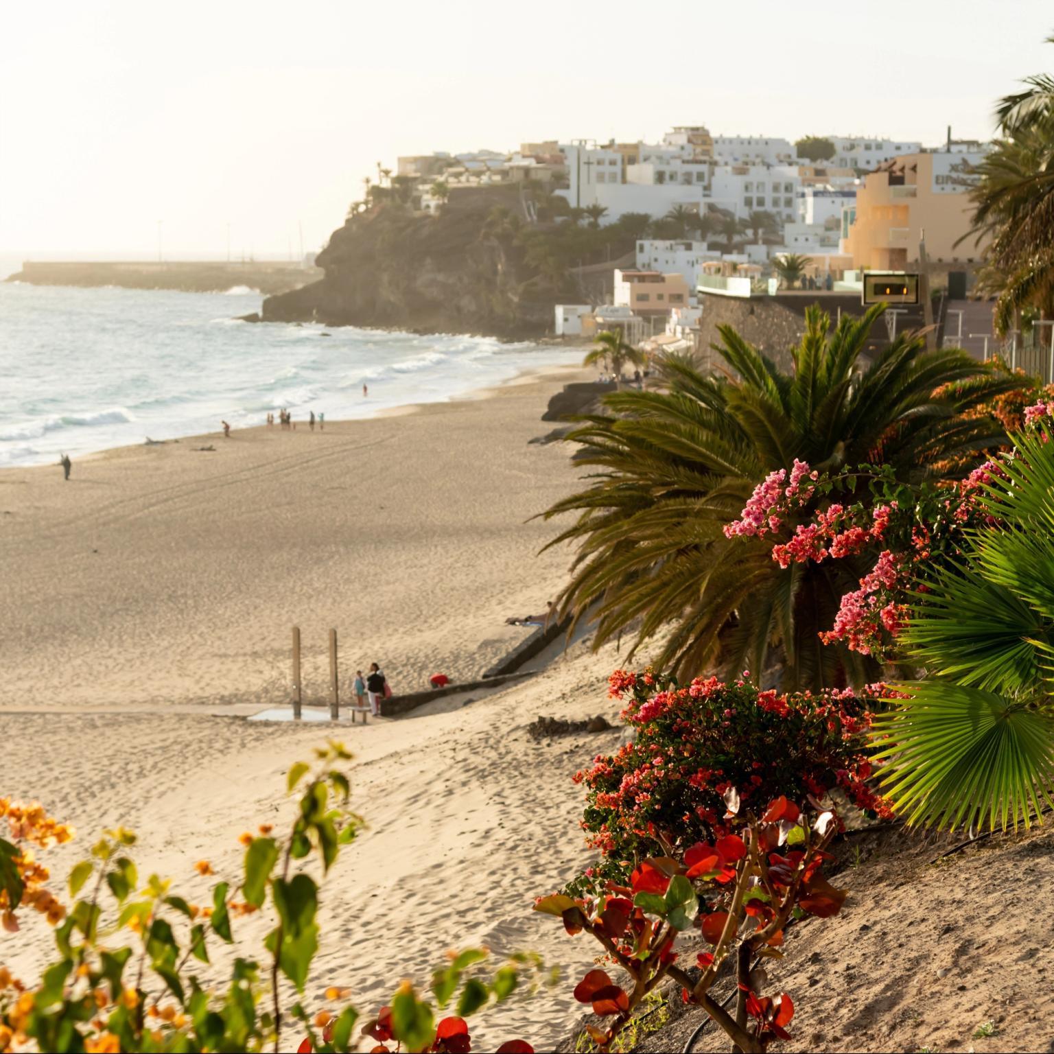 en strand med palmer och blommor i förgrunden och en stad i bakgrunden på Fuerteventura.