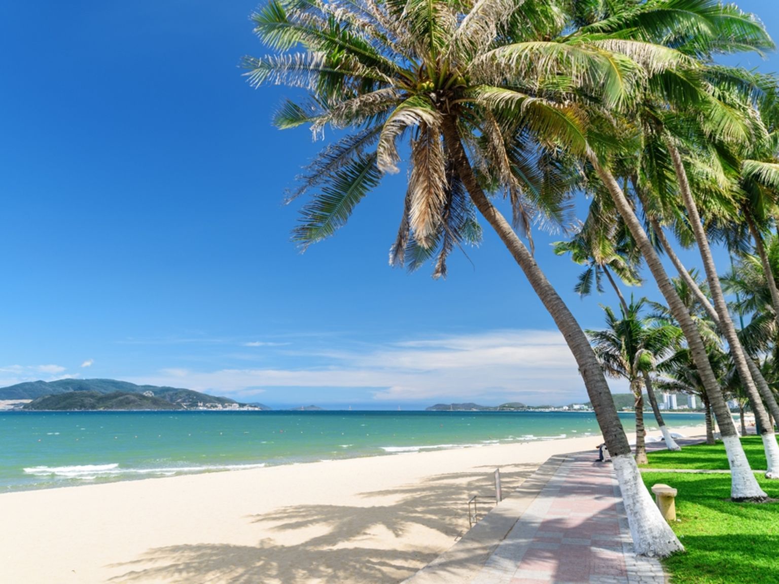 En livlig tropisk strand med en rad lutande palmer, en sandstrand, turkost hav och en klarblå himmel.