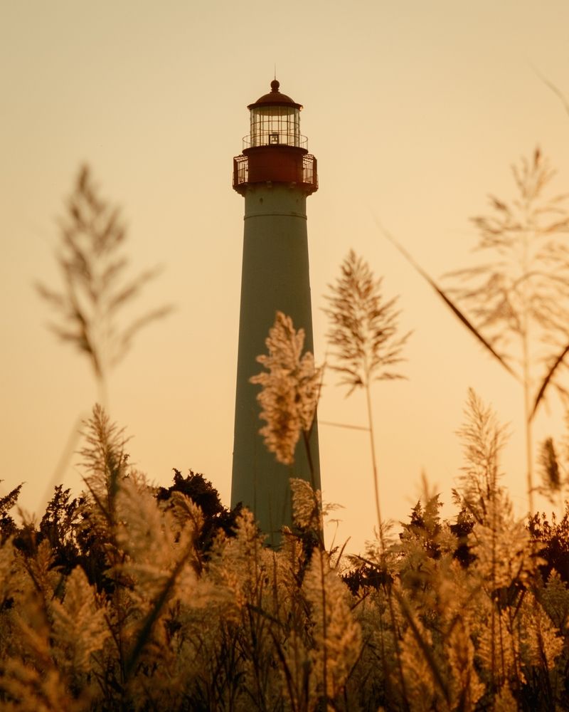Fyrtårn indrammet af gyldne, fjerlignende siv ved solnedgang.