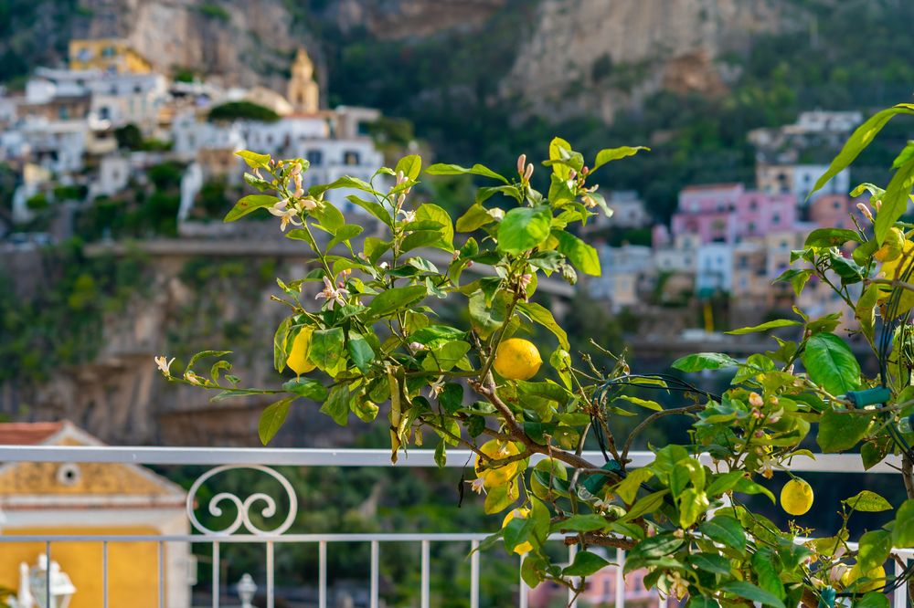 Ein Zitronenbaum mit Früchten und Blüten auf einem Balkon, mit Blick auf eine bunte Küstenstadt am Hang.