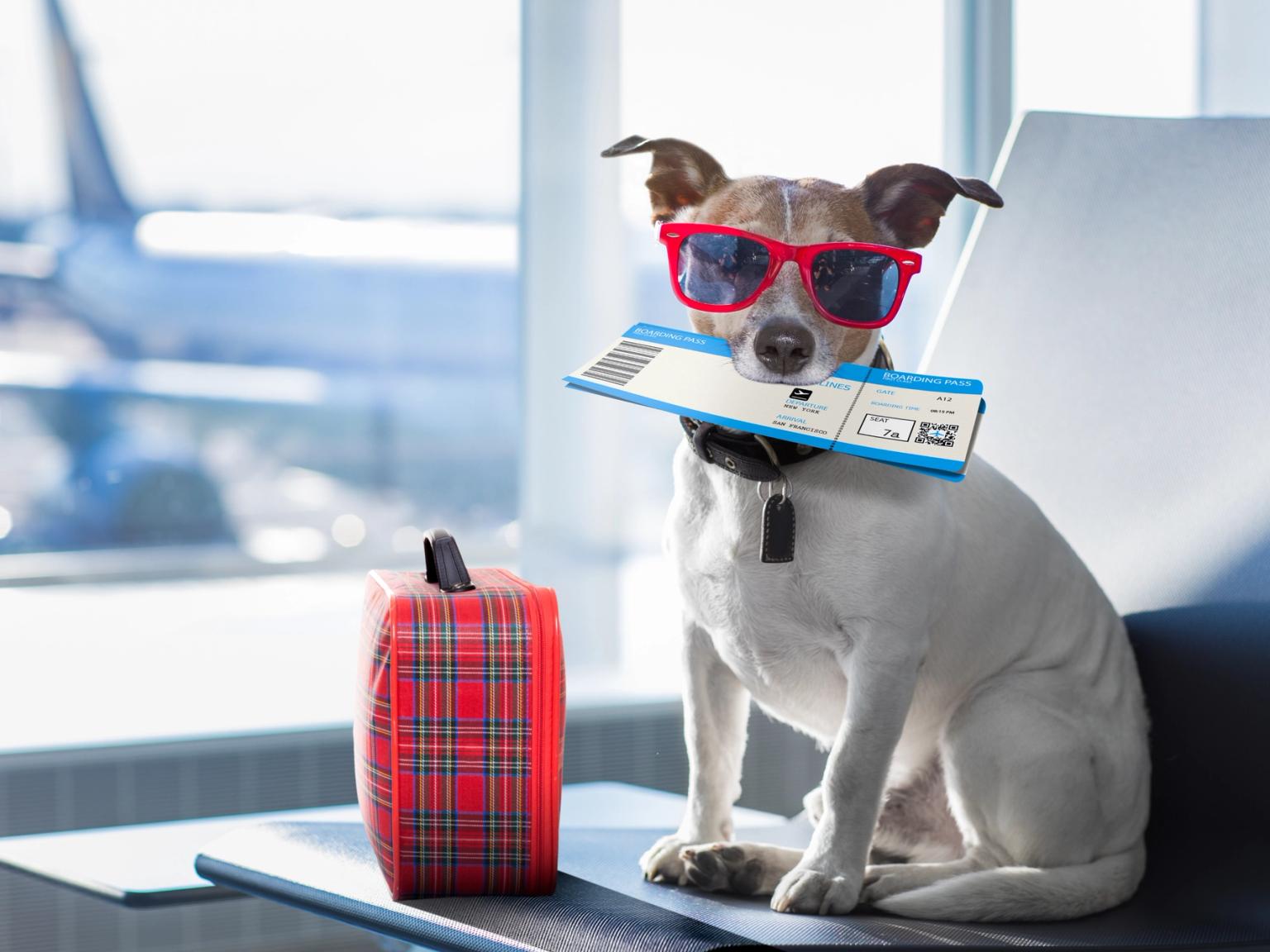 en hund som har på seg solbriller og holder et boardingkort sitter på et bord