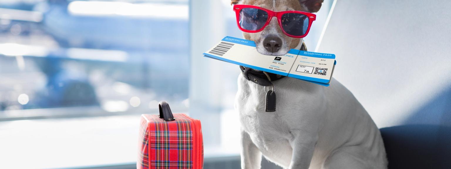 en hund som har på seg solbriller og holder et boardingkort sitter på et bord