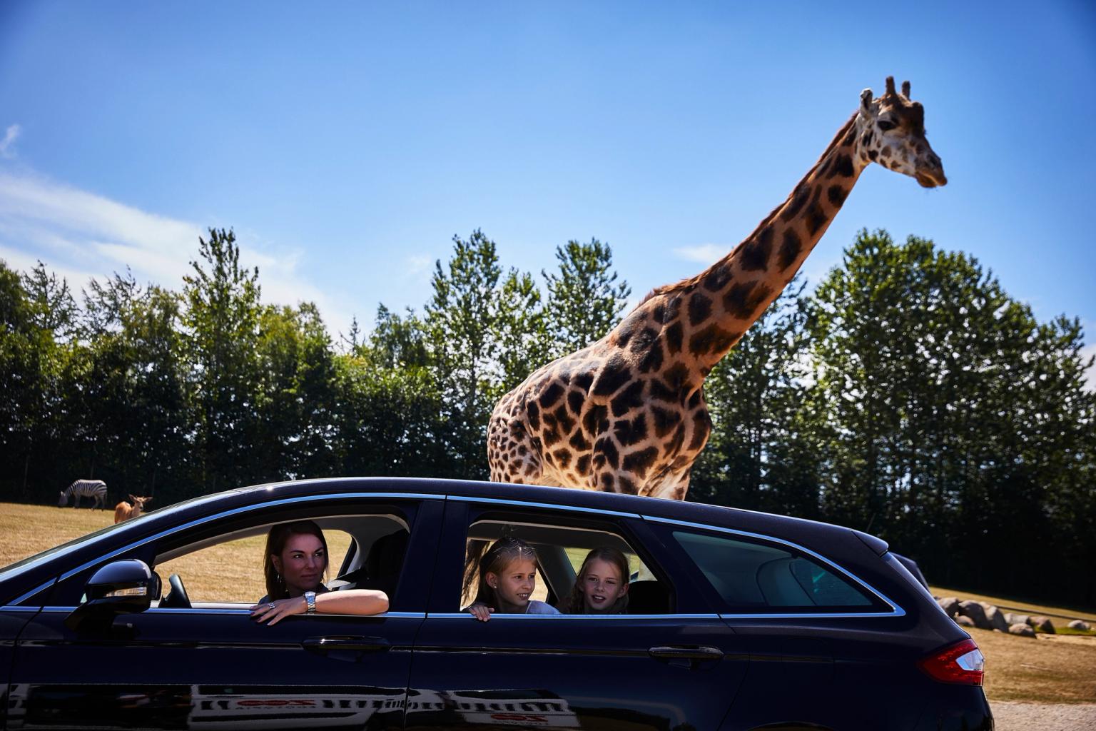 en giraff står bredvid en bil på en djurpark