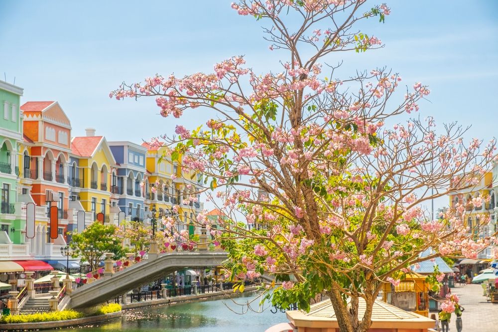 Une scène de canal avec un pont, des bâtiments colorés et vibrants, et un arbre couvert de fleurs roses. Phu Quoc, Vietnam