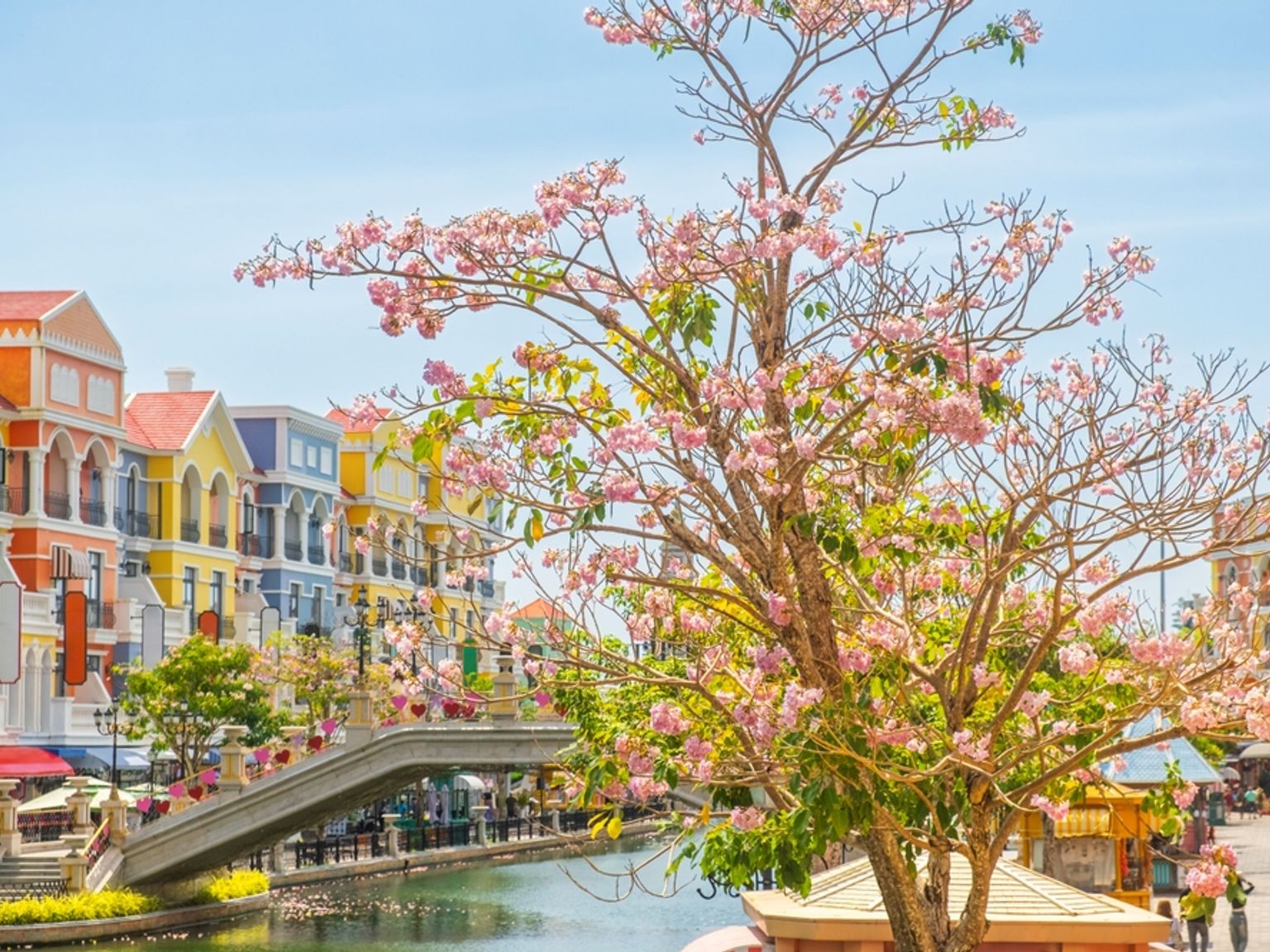 Scena nad kanałem z mostem, tętniącymi życiem kolorowymi budynkami i drzewem pełnym różowych kwiatów. Phu Quoc, Wietnam