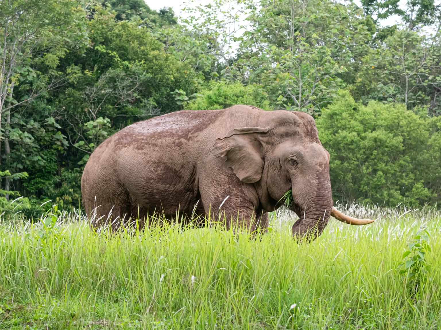 en elefant äter gräs i ett gräsigt fält