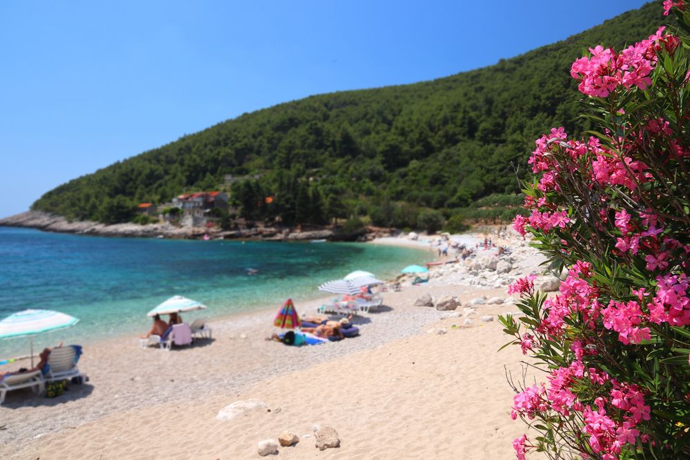 Pink oleander flowers frame a sunny beach with clear turquoise water, sunbathers, and a forested hill. Korčula, Croatia