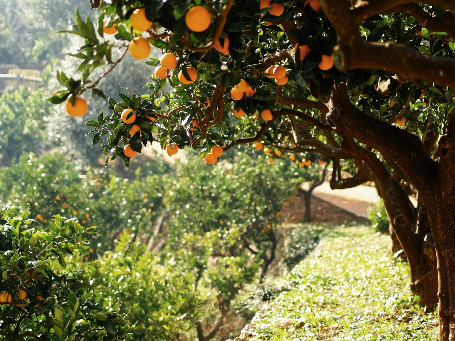 Orangenbäume voller reifer Früchte in einem sonnigen Obstgarten. Mallorca, Spanien